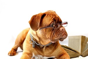 image-study-dog
